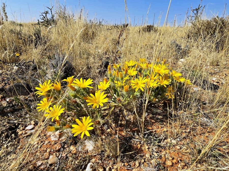 Commercial Property for Sale in Kenhardt Northern Cape